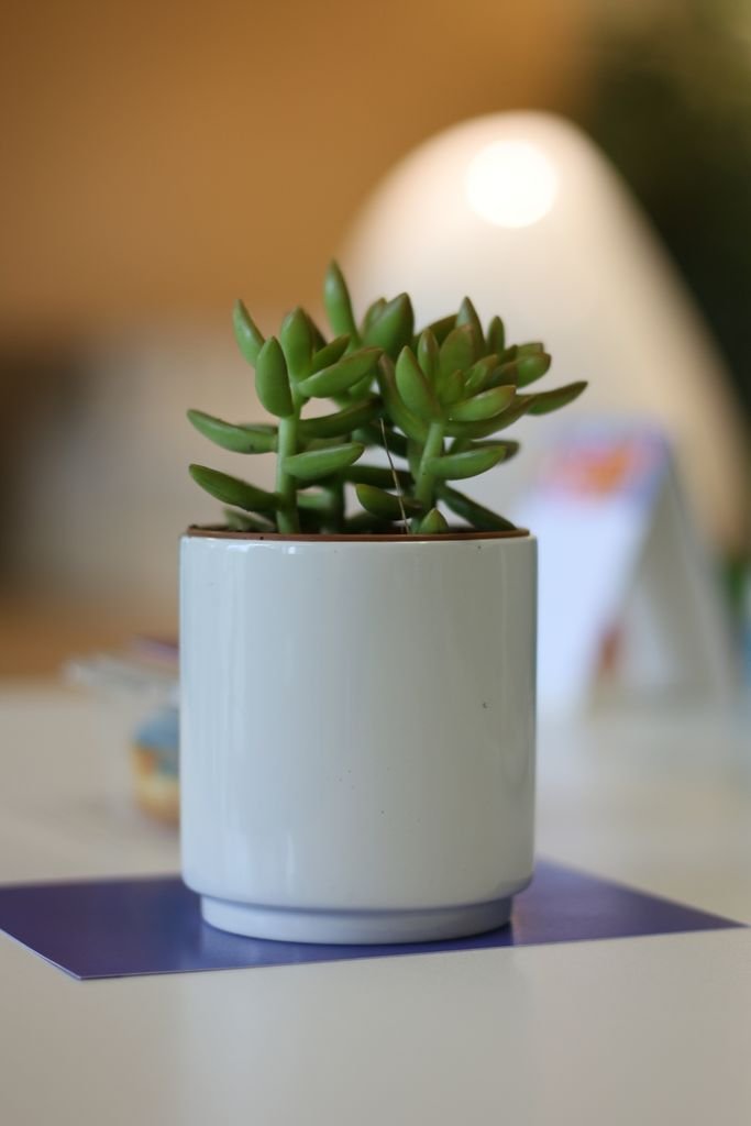 Small desk plant in a cute pot, an easy gift for colleagues
